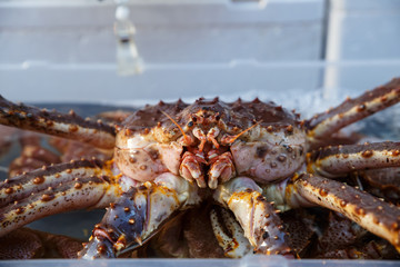 Fresh Japanese hair crab, King Crab of Hokkaido, Japan , Fresh Red King Crab.