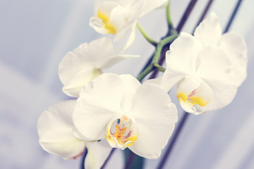Fototapeta na wymiar The branch of orchids on a white background
