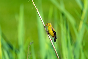 Yellow Bird Standing On Stem