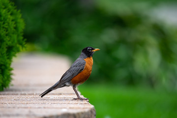 Robin on Ledge Looking Right