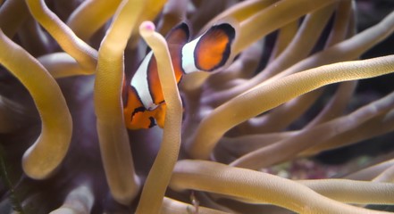 tropical fish in aquarium