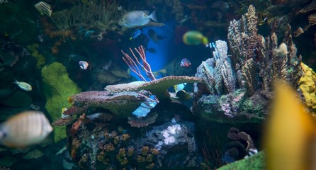 tropical fish in the sea