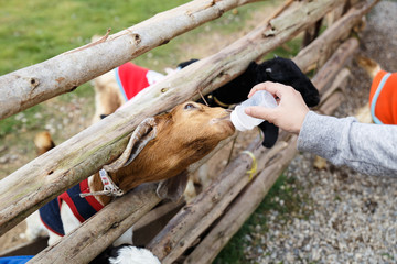 The brown goat is sucking a bottle of milk. Human’s hand is holding the bottle.