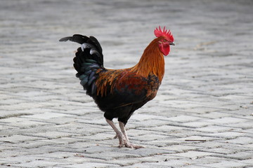 a fighting cock on brick floor