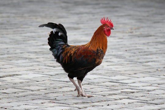 a fighting cock on brick floor