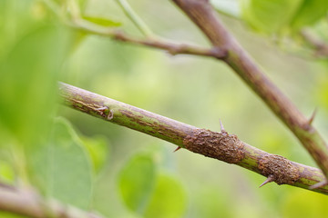 Rust on branch of lime, Citrus canker