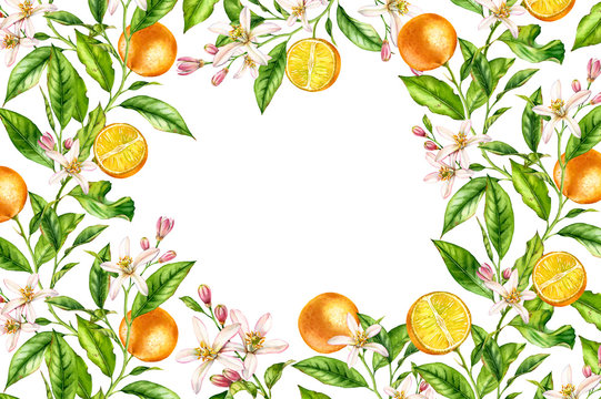 Orange fruit branch Horizontal frame with flowers leaves. Realistic botanical watercolor banner: citrus tree isolated artwork on white hand drawn fresh tropical food design arrangement for text label
