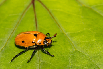 Grapevine Beetle (Pelidnota punctata)