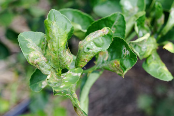 Citrus leaf miner damage on lime leaves