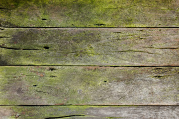 Old wood texture background with green moss