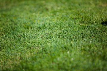 Naklejka premium Golf Club