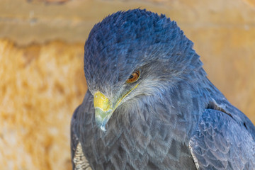 Close-up of Shield Eagle (Geranoaetus melanoleucus) adult. Also called blackberry, paramuna, moor eagle, black-eyed eagle, black-breasted eagle, mamani or golden eagle. Ring for falconry.