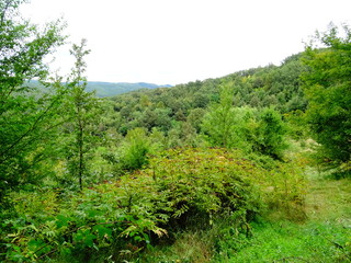 Fototapeta premium tree in forest