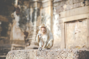A Monkey sitting on the brick wall in Thailand.