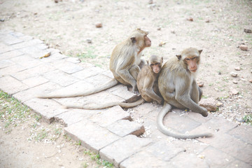 Monkey family in Thailand.