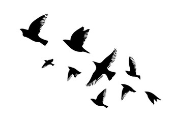 A flock of flying birds. Vector illustration