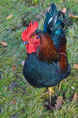 Beautiful imposing cock as close-up