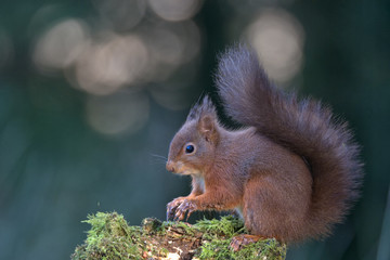 Red Squirrel , Sciurus vulgaris