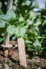 young plant in the garden