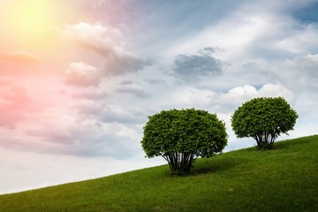 Fototapeta premium Spring landscape green grass tree and storm sky