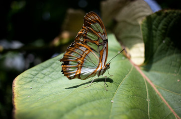 Fototapeta na wymiar Schmetterling grün weiss braun auf Blatt Insel Mainau