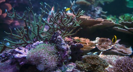 fish in coral reef