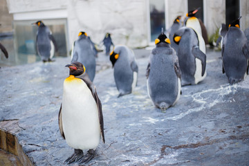 King penguins in Asahiyama zoo, Asahikawa, Hokkaido, Japan.