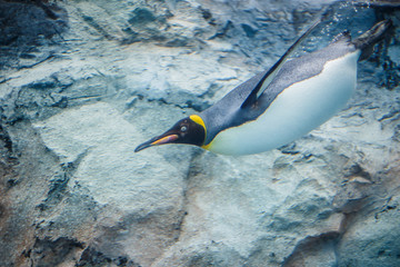 King penguin swimming in Asahiyama zoo, Asahikawa, Hokkaido, Japan.