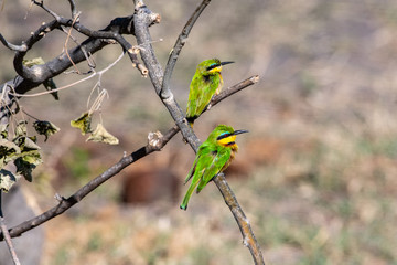 Two little bee-eater