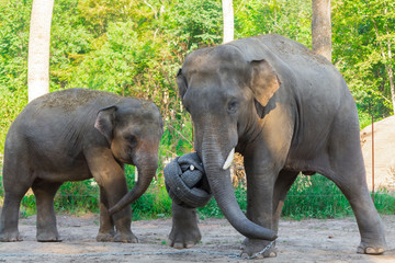 Fototapeta na wymiar Asian elephant bulls are playing with a ball