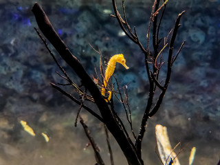 Closeup yellow seahorse swimming in water with black tree and coral reef.