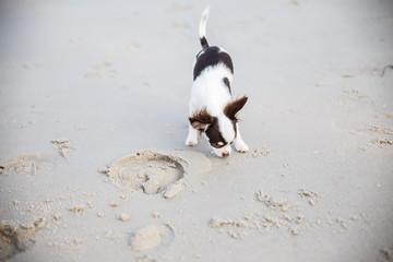 A small dog walking and playing some sand on the beach.