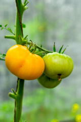 Yellow tomatoes ripen on a branch in the greenhouse. Variety yellow tomatoes. Close-up
