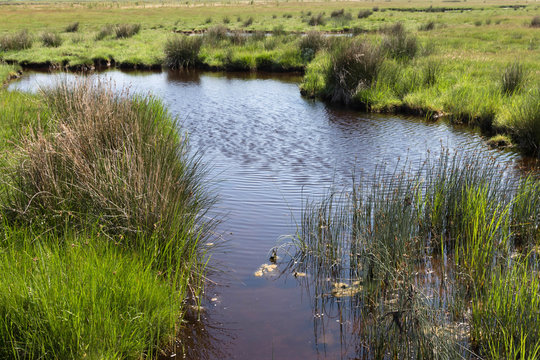 Brackwassersee an der Ostsee