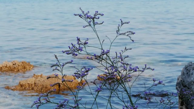 Flowering lilac limonium plant against blue sea with stones, handheld. Sea-lavender purple flowers on Adriatic beach, sunken rocks. Sea lavender. Blossom on aquamarine waves background, hidden reefs
