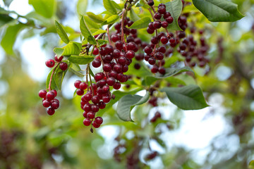 Branches of bird cherry with berries. Berries on a background of green foliage. August.