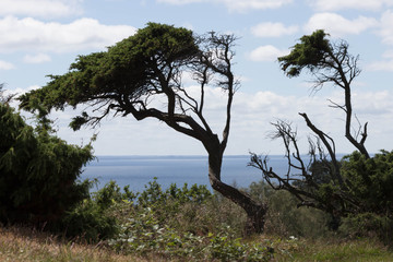 Durch Wind geformter Baum an der Küste
