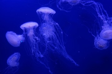 multiple jellyfish in an aquarium © Nicole