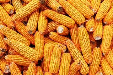 Fototapeta na wymiar Peel of yellow corn on the cob corn background