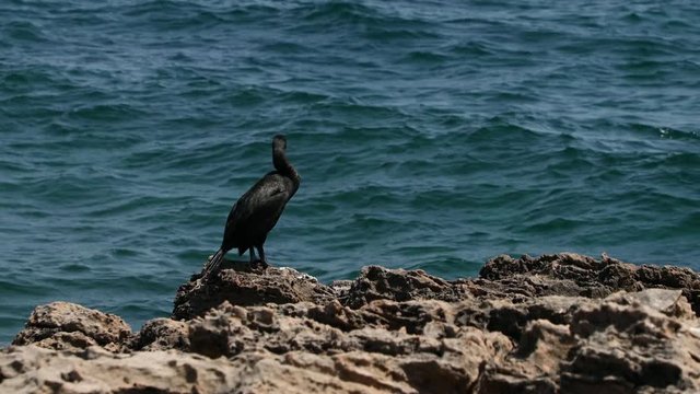 cormorant on rock