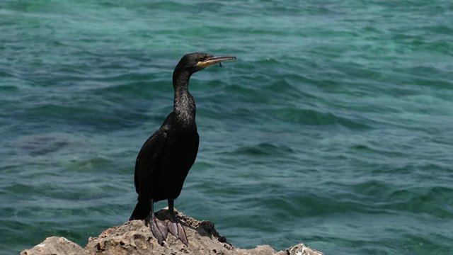 cormorant on rock