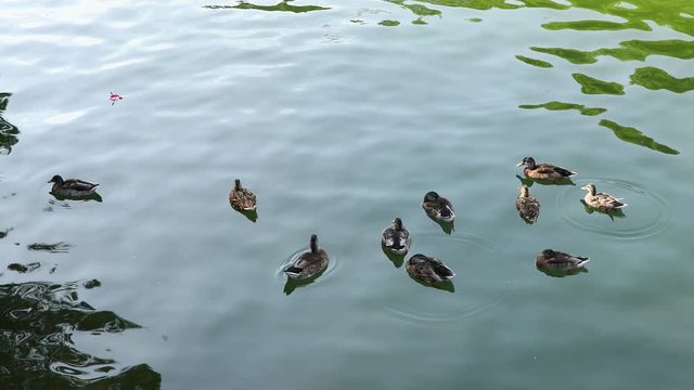 ducks in the water