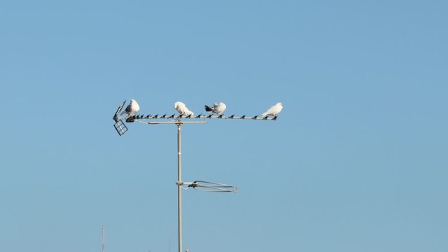 birds