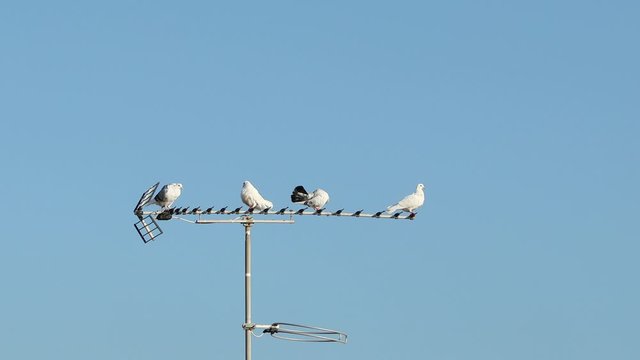 birds