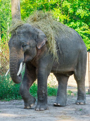 Asian elephant bull wears hay on hir backl