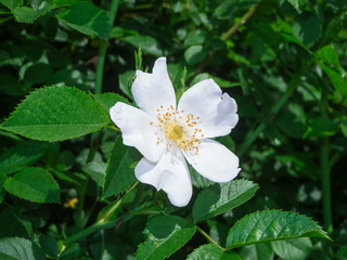 Obraz na płótnie Canvas White rosa spinosissima_Bibernell-rose