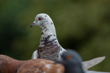 Closeup portrait of a white dove with red-brown feathers.