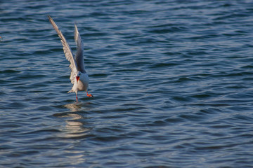 A screaming seagull that lands in the sea.
