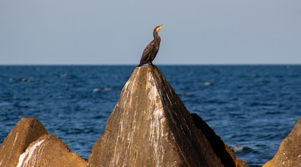 Seascape. Cormorant with a dissolved beak on a concrete pyramid. Shabla, Northern Black Sea Coast, Bulgaria.
