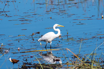 Egret fishing